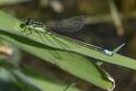 Ischnura verticalis (Eastern Forktail) male.jpg